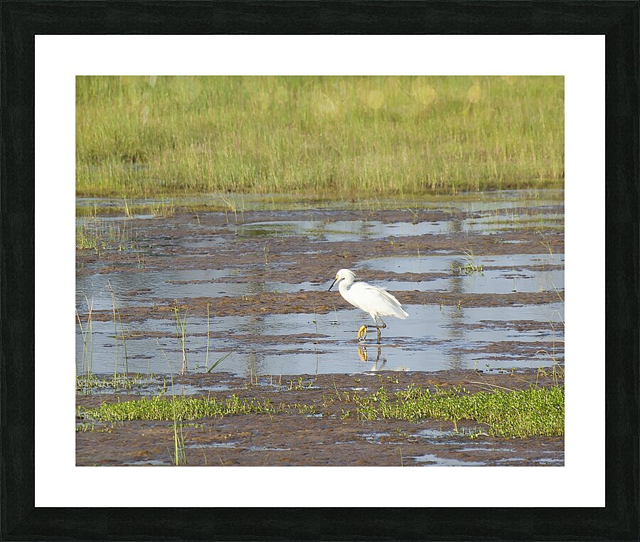 Birds 64 Picture Frame print