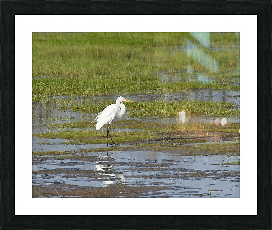 Birds 65 Picture Frame print