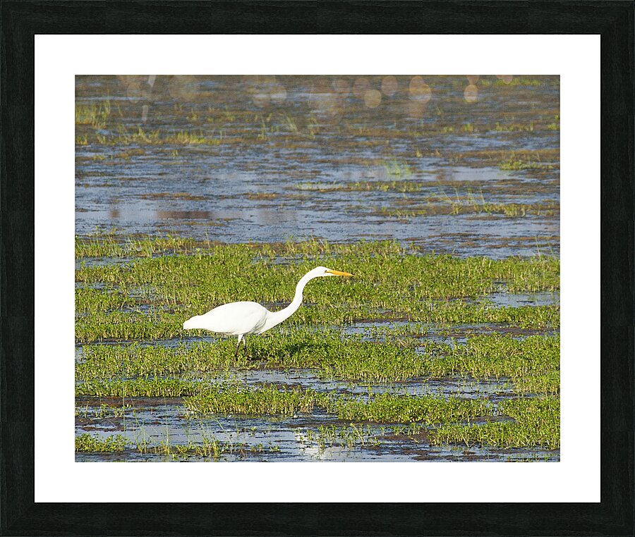 Birds 66 Picture Frame print