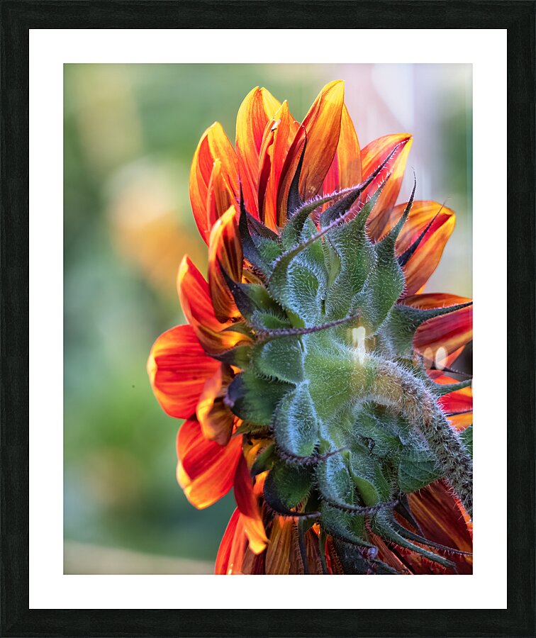 CountryAmericana 155 Picture Frame print