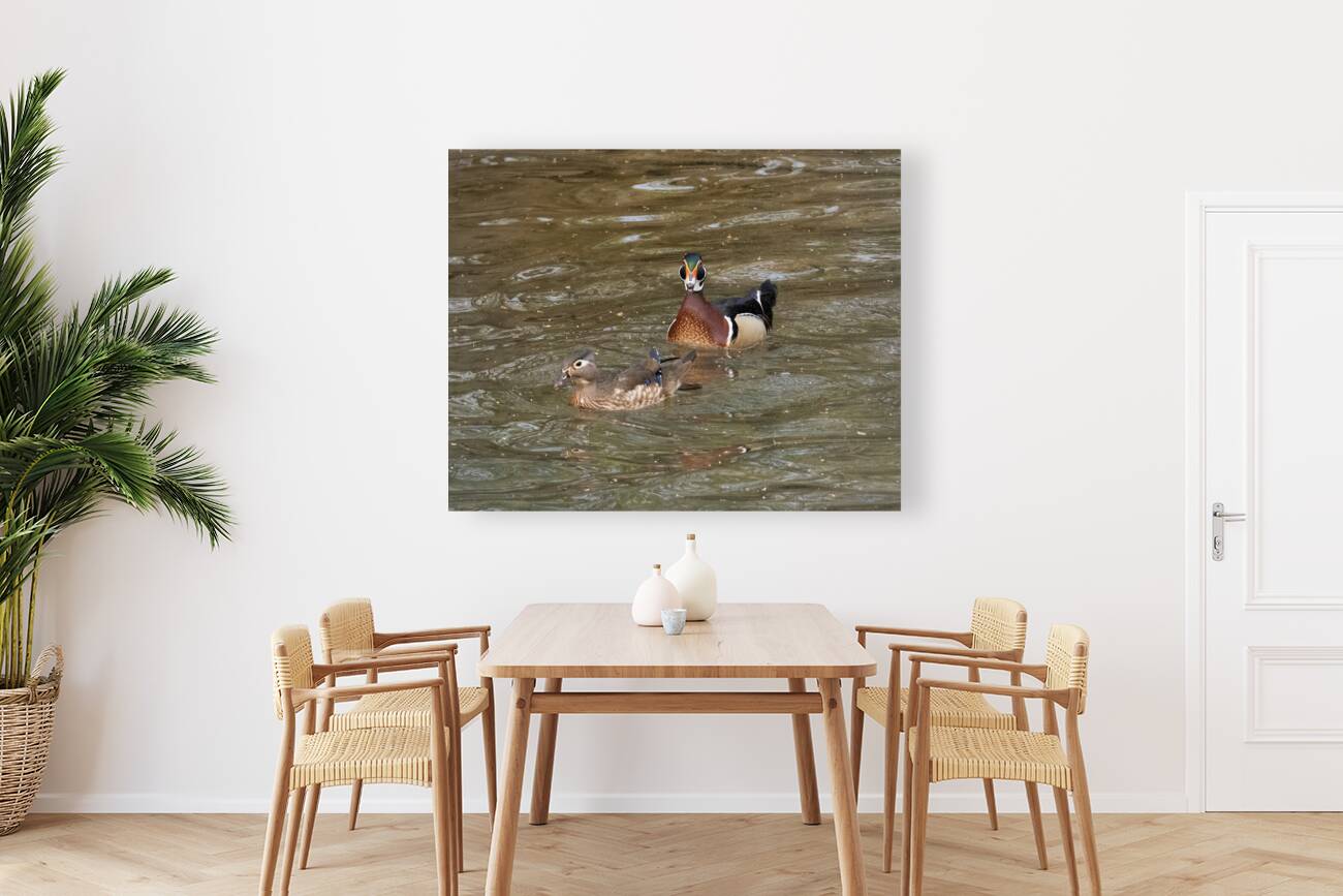 Waterfowl 1 Reproduction