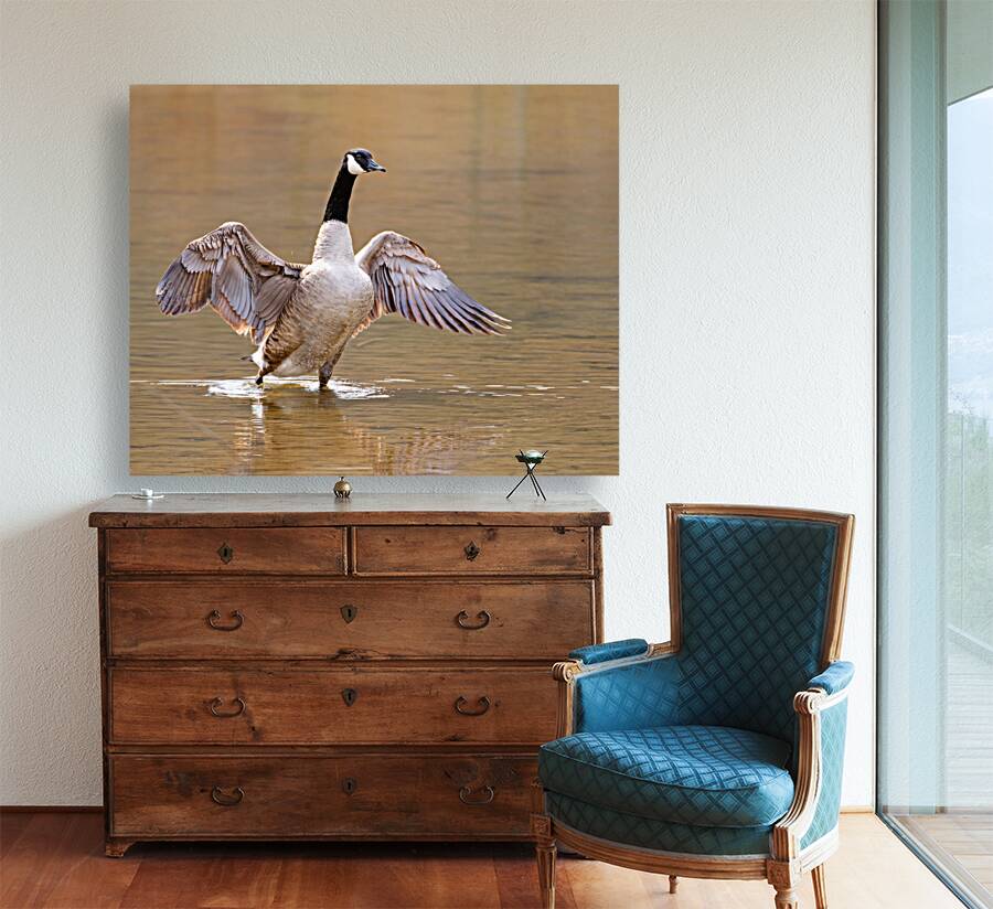 Waterfowl 5 Reproduction