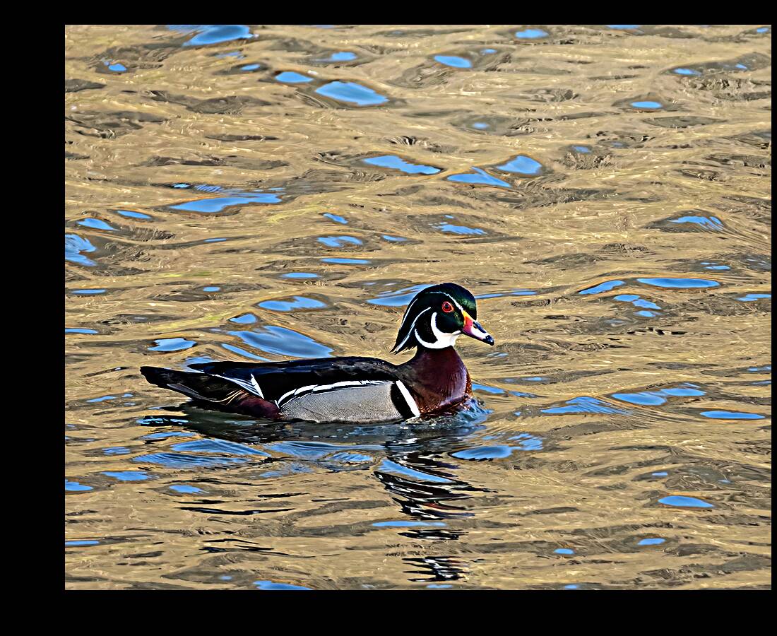 Waterfowl 10 Reproduction