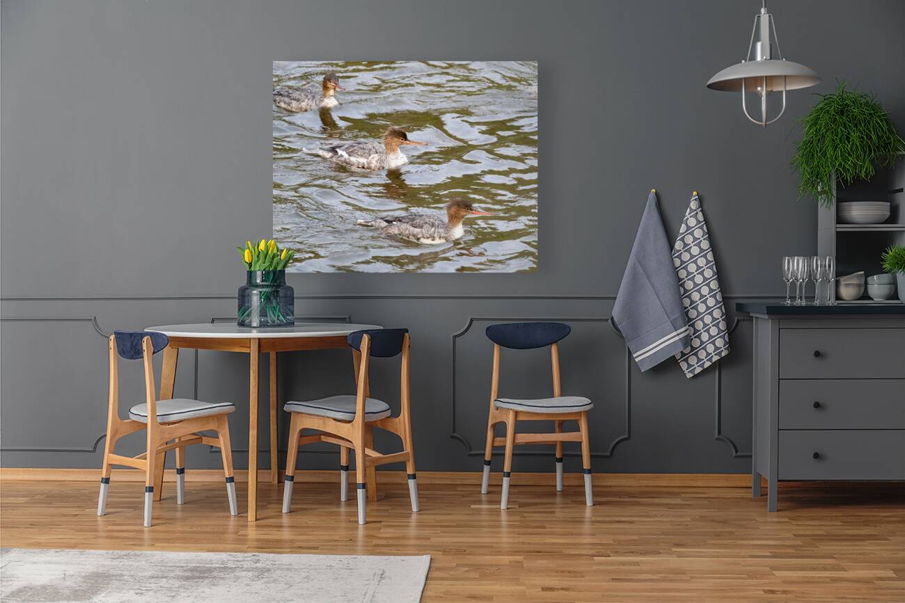 Waterfowl 16 Reproduction