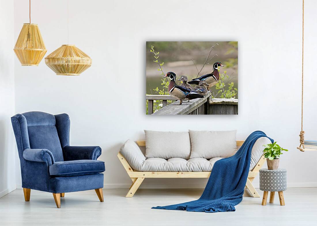 Waterfowl 17 Reproduction