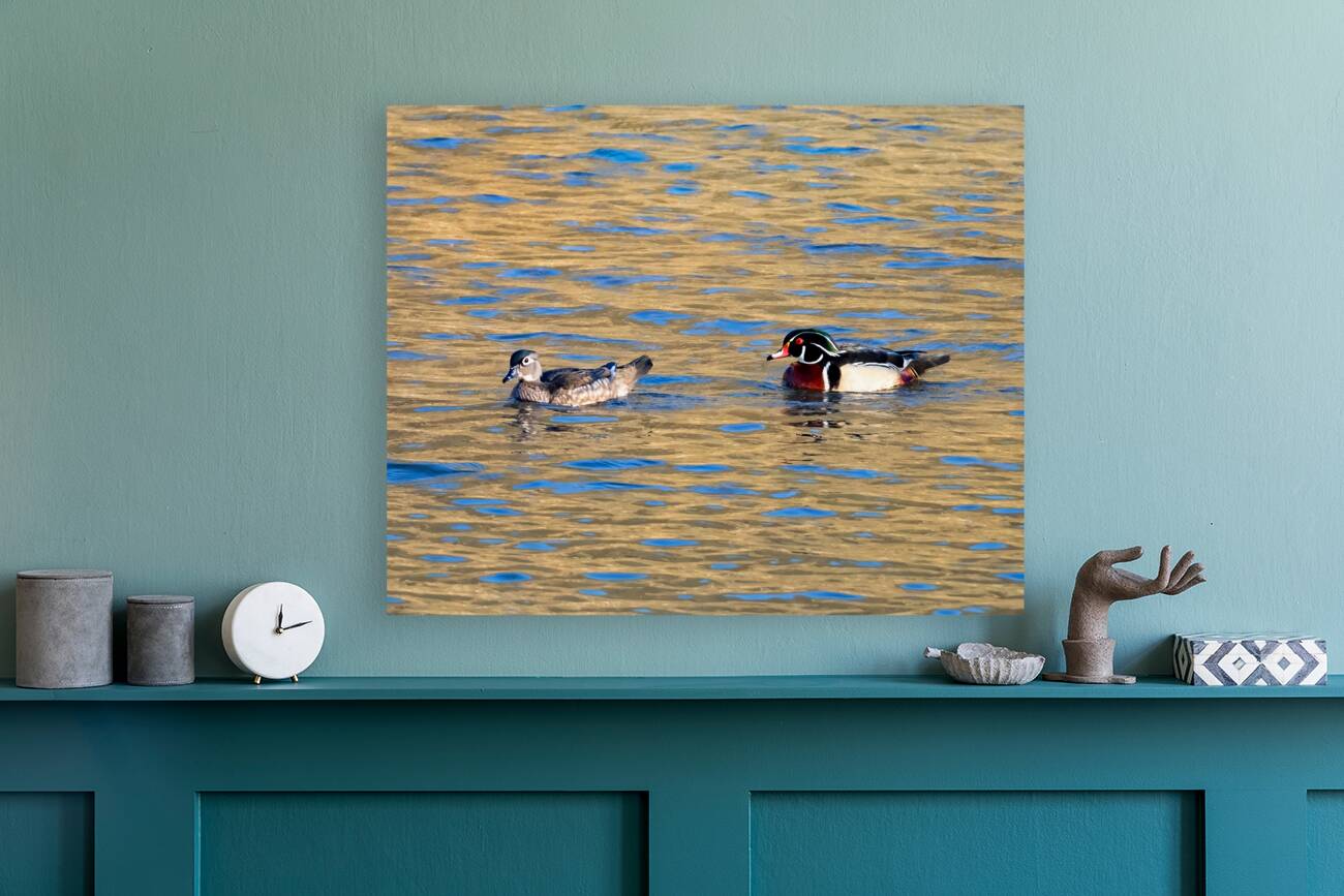 Waterfowl 18 Reproduction
