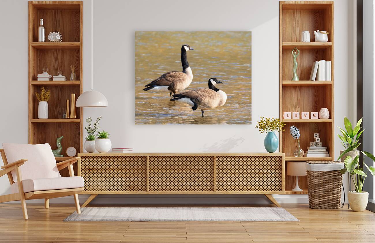 Waterfowl 26 Reproduction