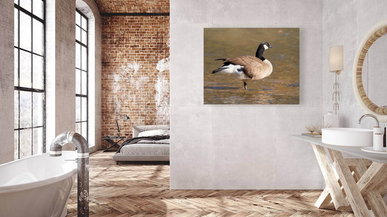 Waterfowl 28 Reproduction