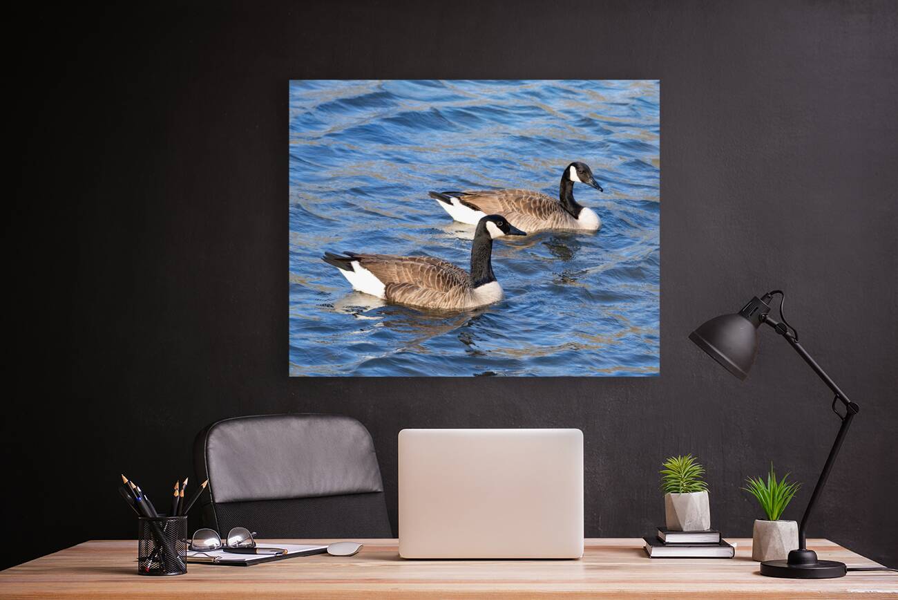 Waterfowl 29 Reproduction