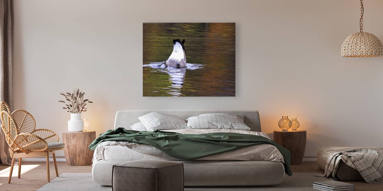 Waterfowl 34 Reproduction
