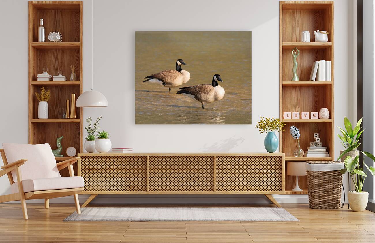 Waterfowl 47 Reproduction
