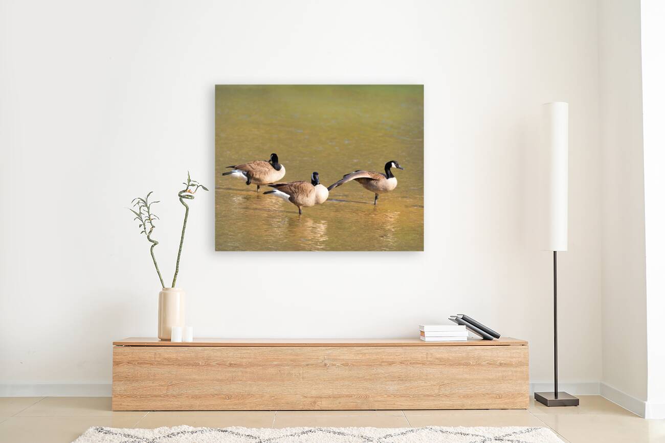 Waterfowl 49 Reproduction