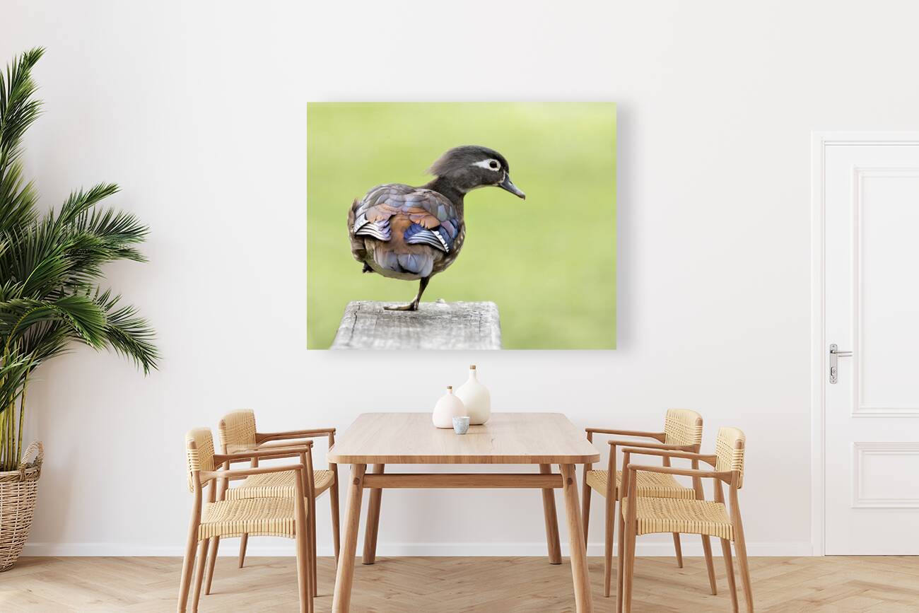 Waterfowl 50 Reproduction
