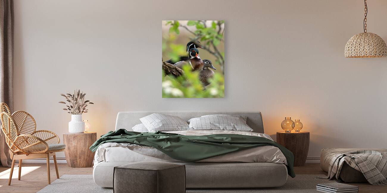 Waterfowl 52 Reproduction