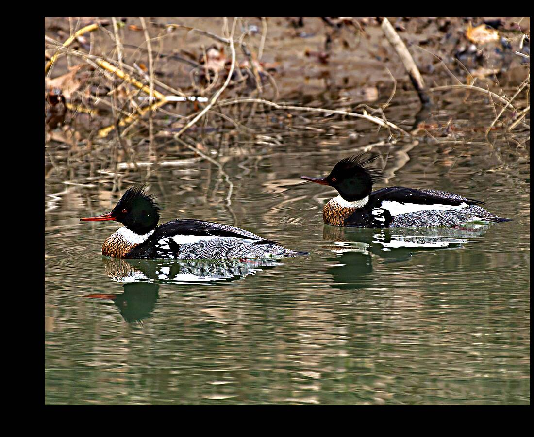 Waterfowl 64 Reproduction