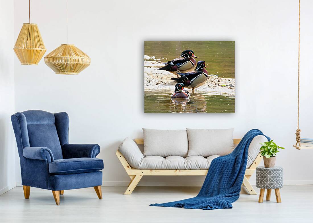 Waterfowl 66 Reproduction