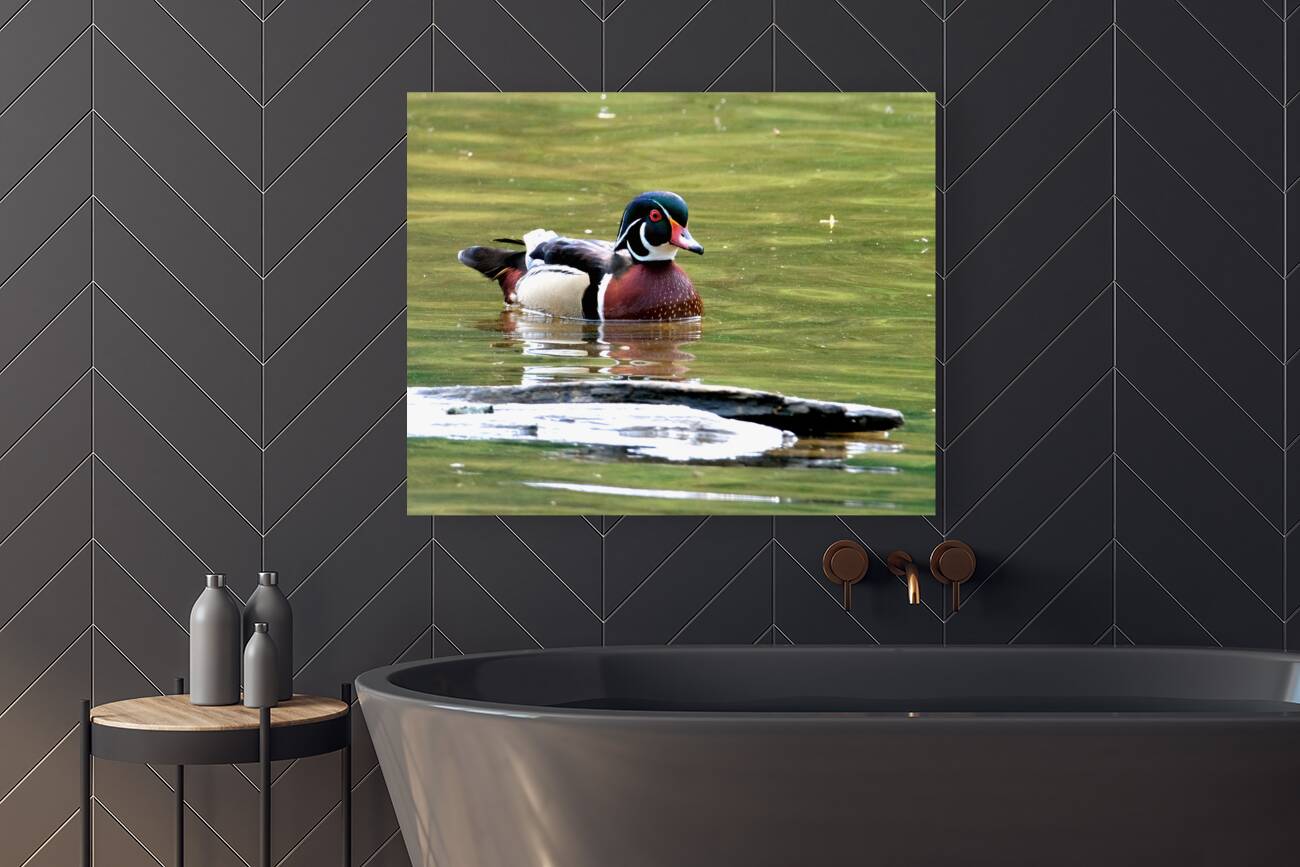 Waterfowl 67 Reproduction