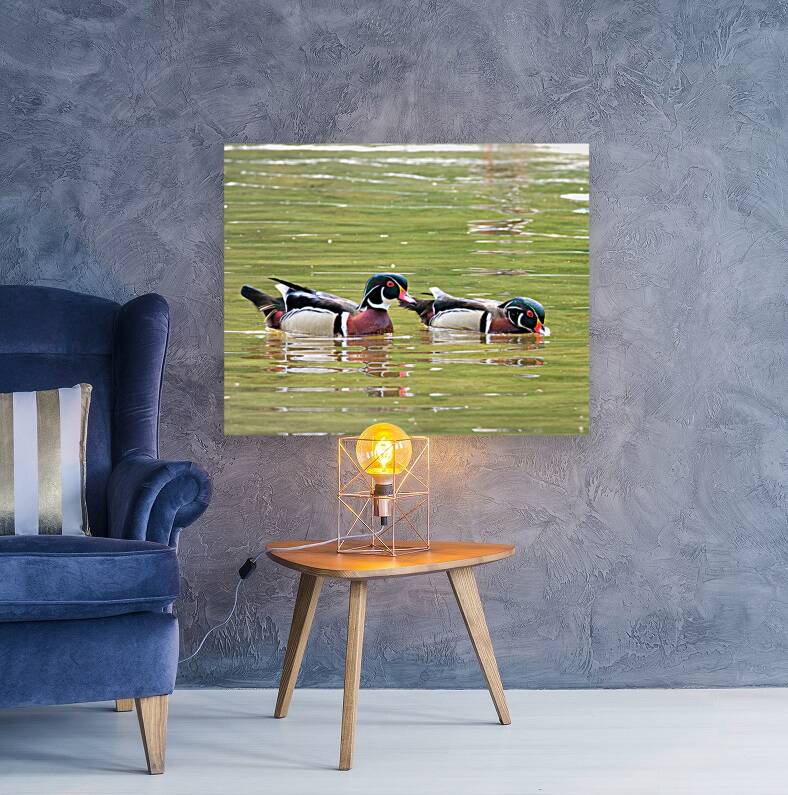 Waterfowl 71 Reproduction