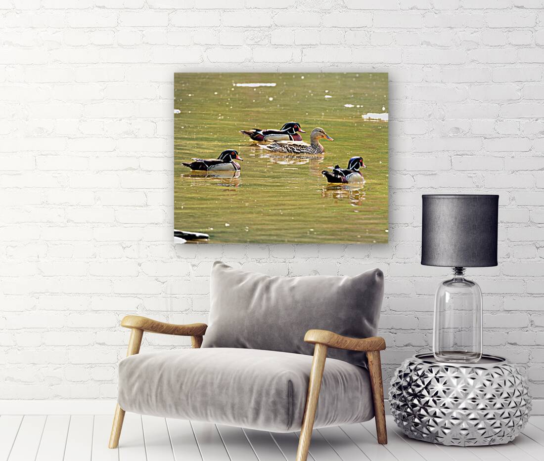 Waterfowl 78 Reproduction
