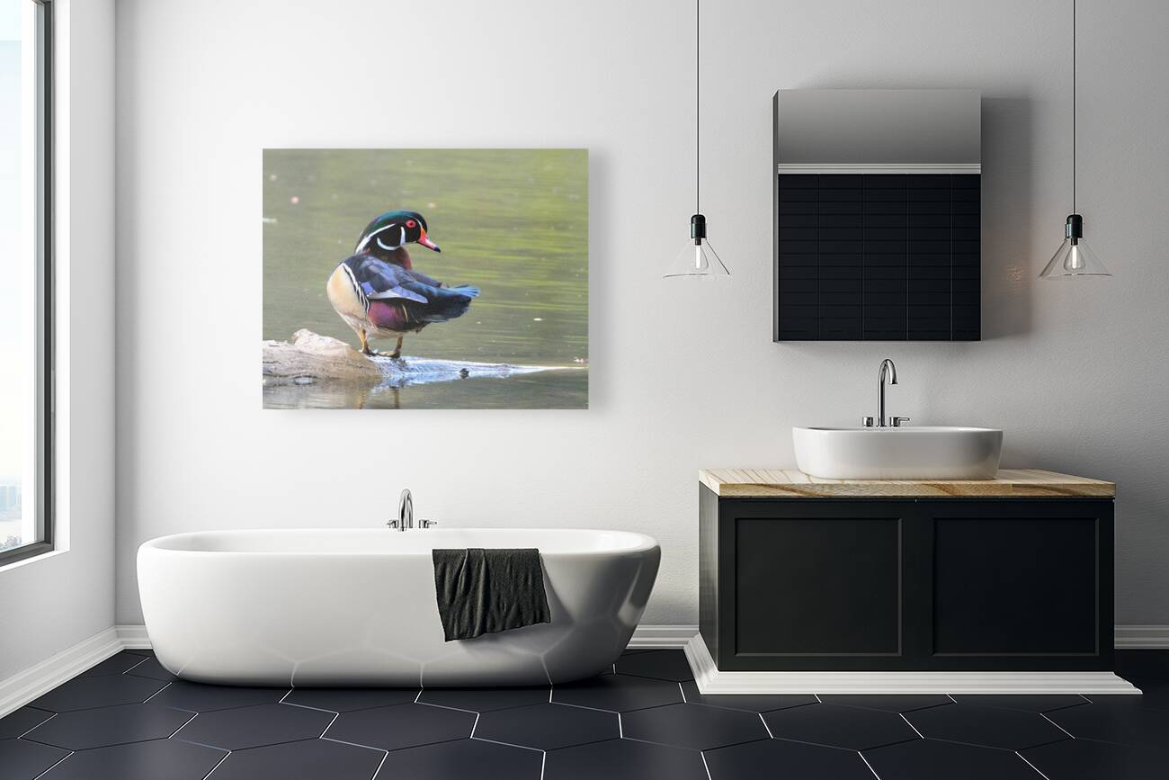 Waterfowl 87 Reproduction