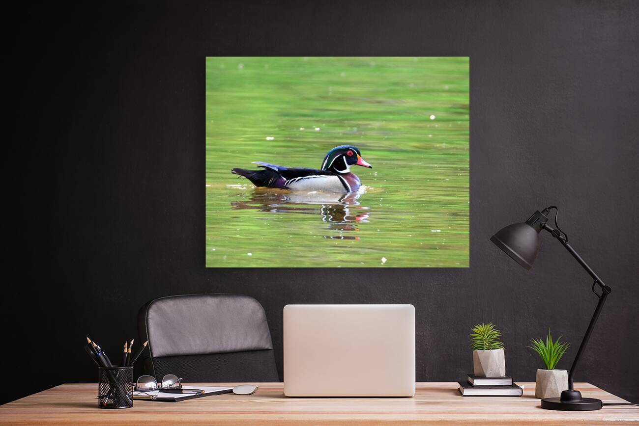 Waterfowl 91 Reproduction