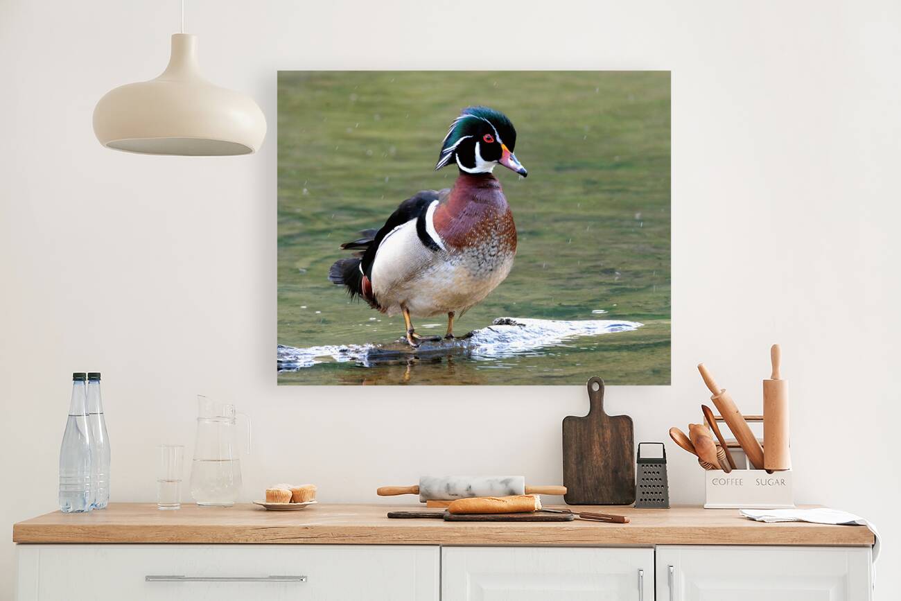 Waterfowl 95 Reproduction