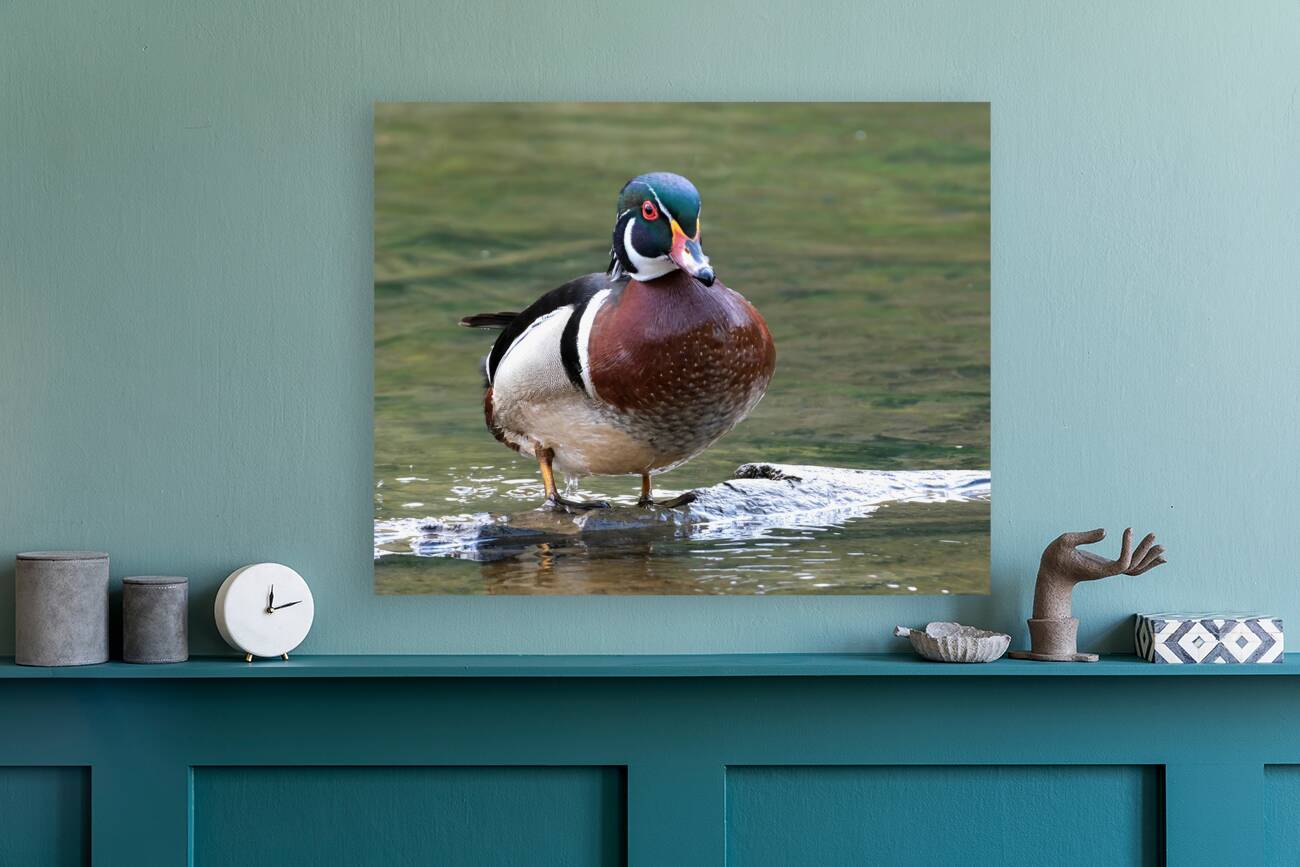 Waterfowl 96 Reproduction