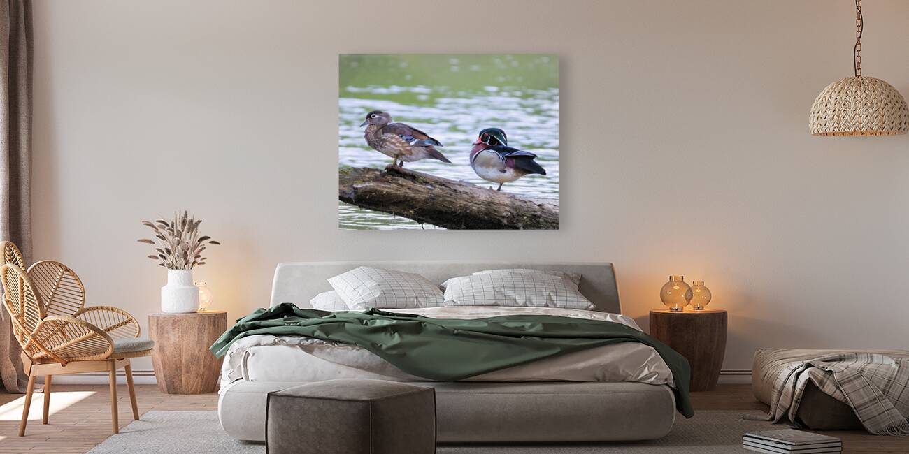 Waterfowl 117 Reproduction