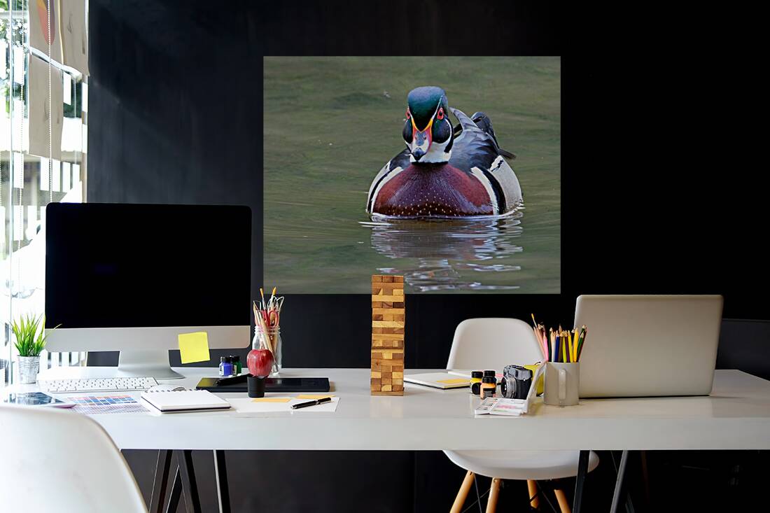 Waterfowl 148 Reproduction