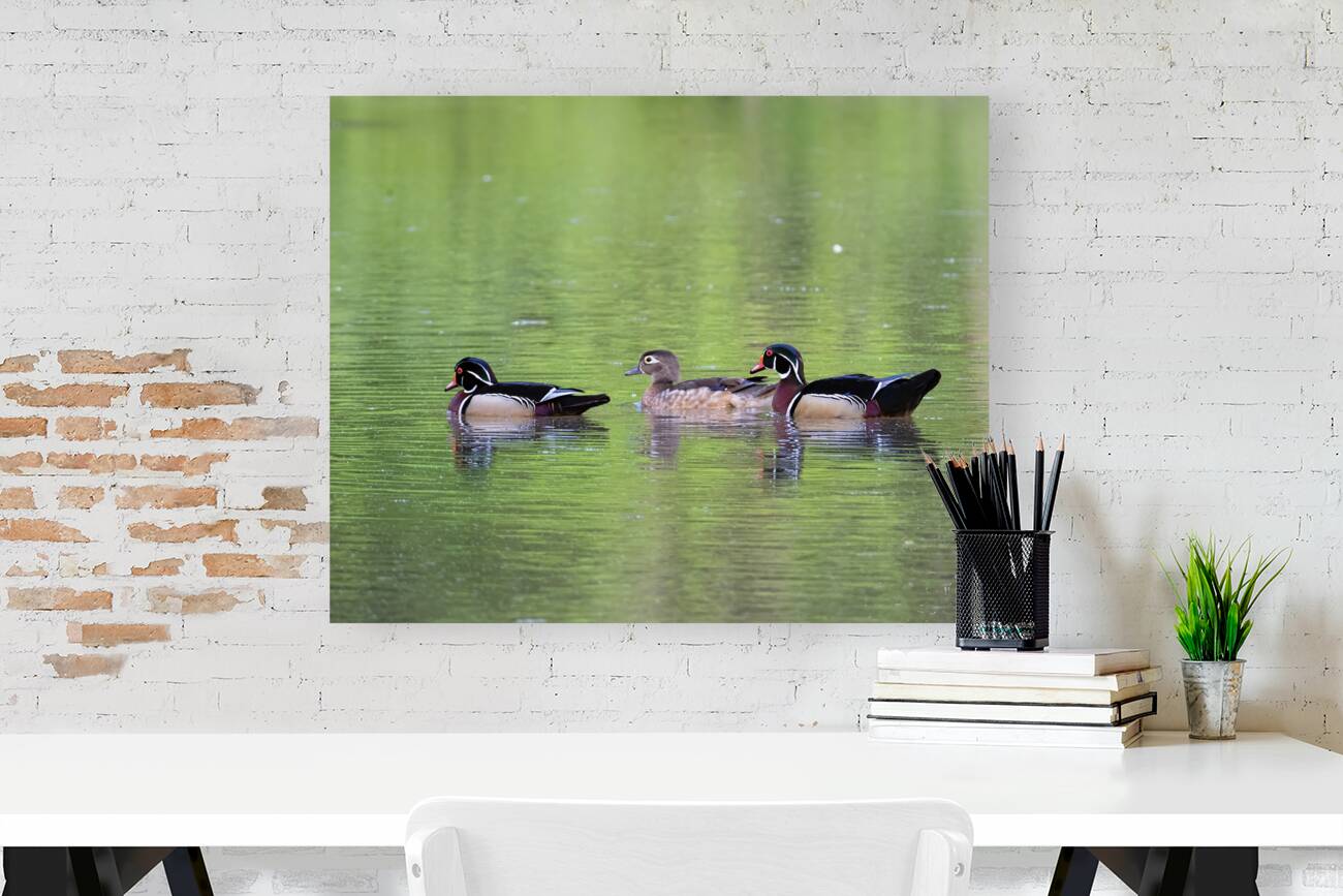 Waterfowl 154 Reproduction