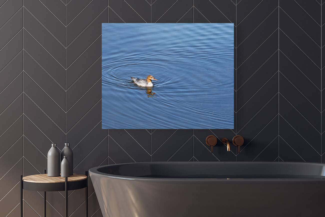 Waterfowl 161 Reproduction