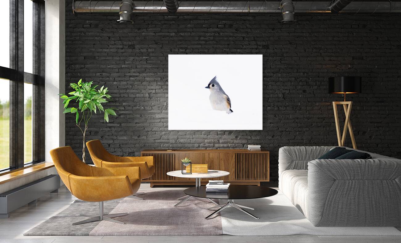 Birds  6 Reproduction