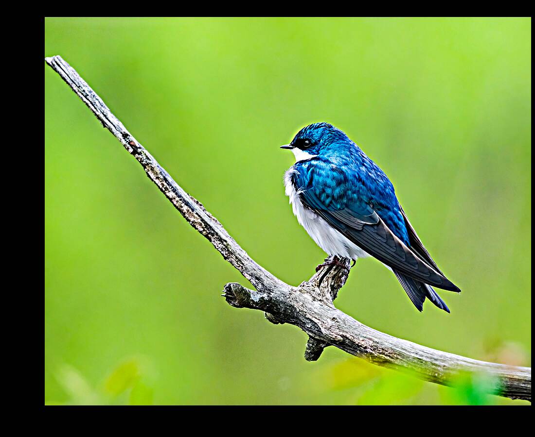 Birds  8 Reproduction
