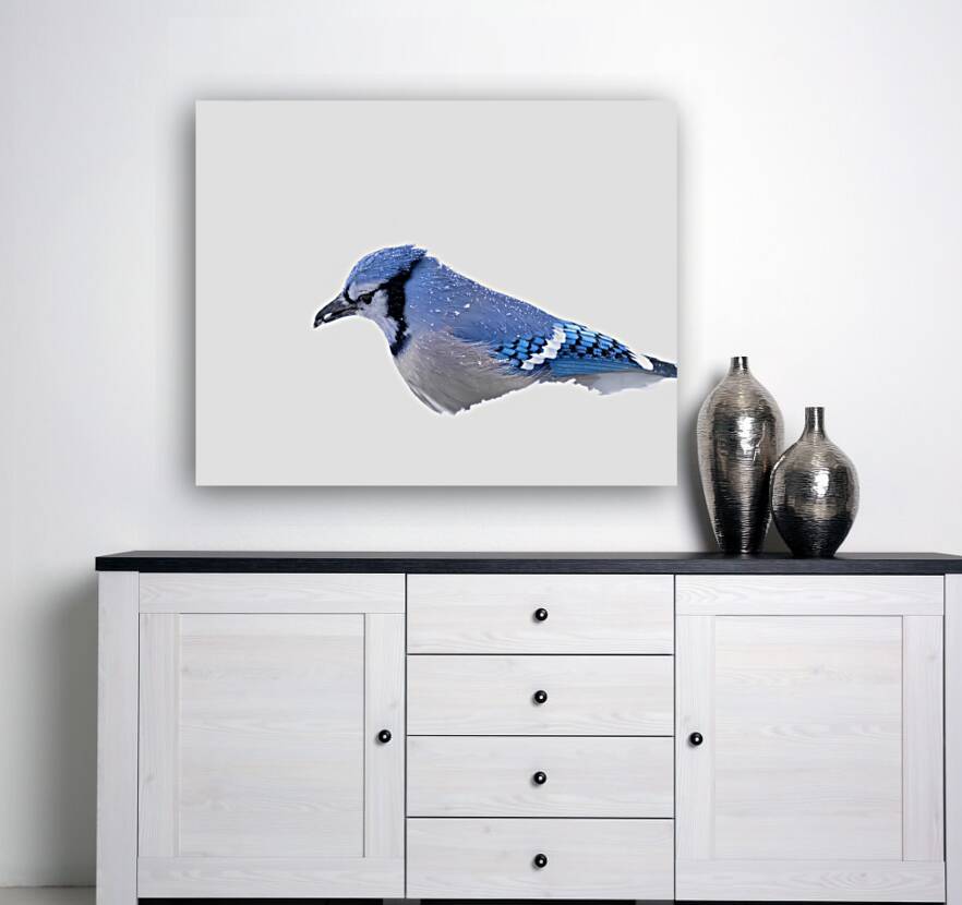 Birds  31 Reproduction