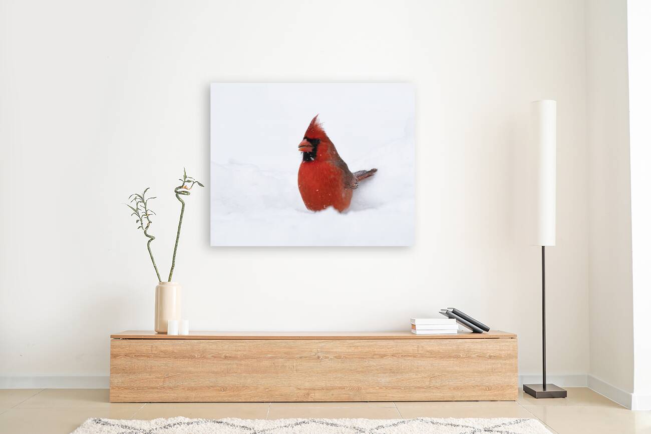 Birds  35 Reproduction