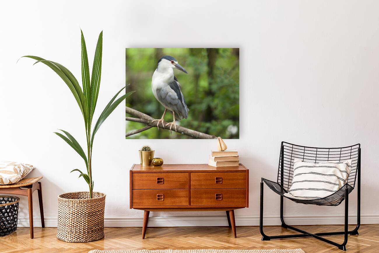 Birds  37 Reproduction