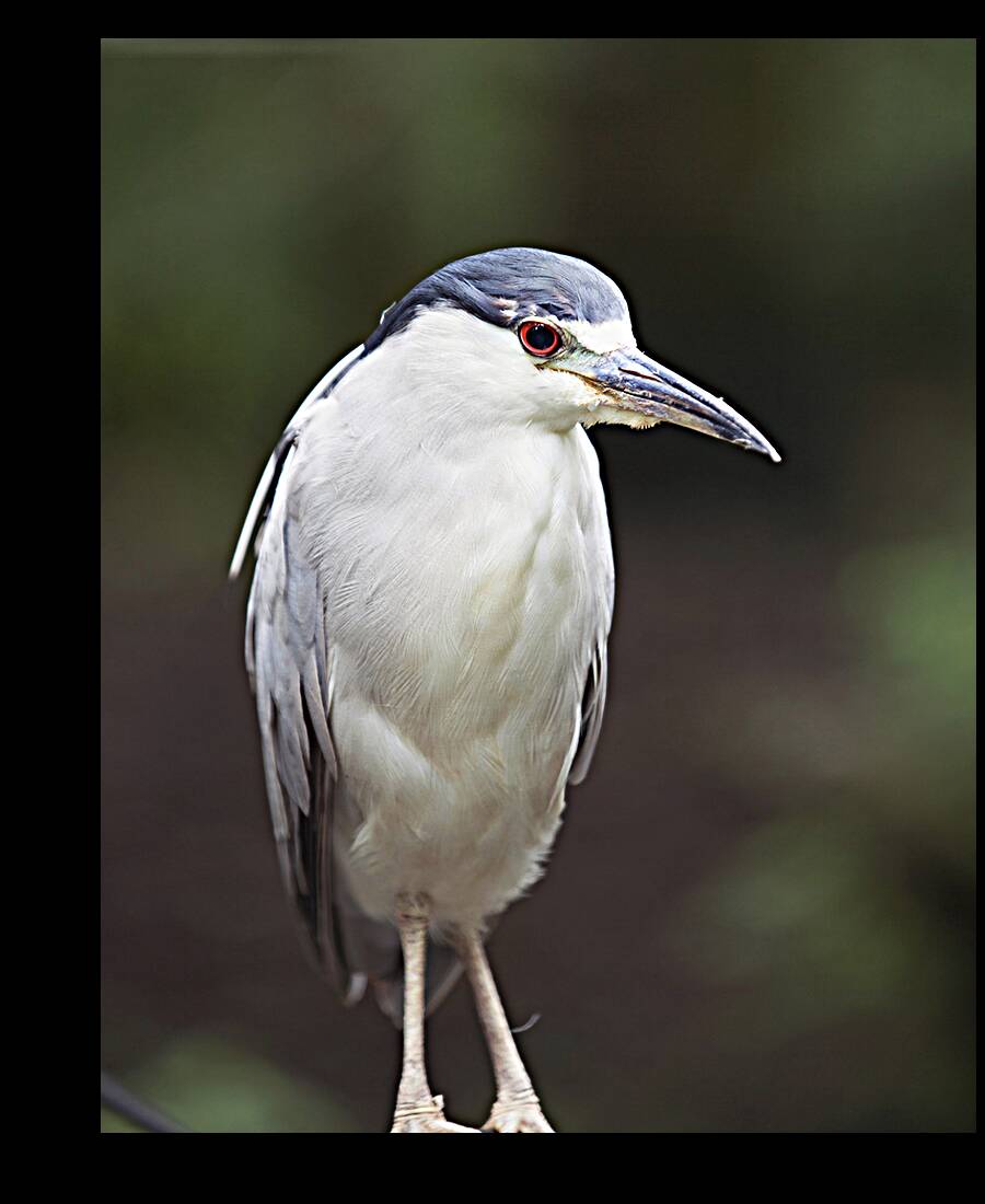 Birds  41 Reproduction