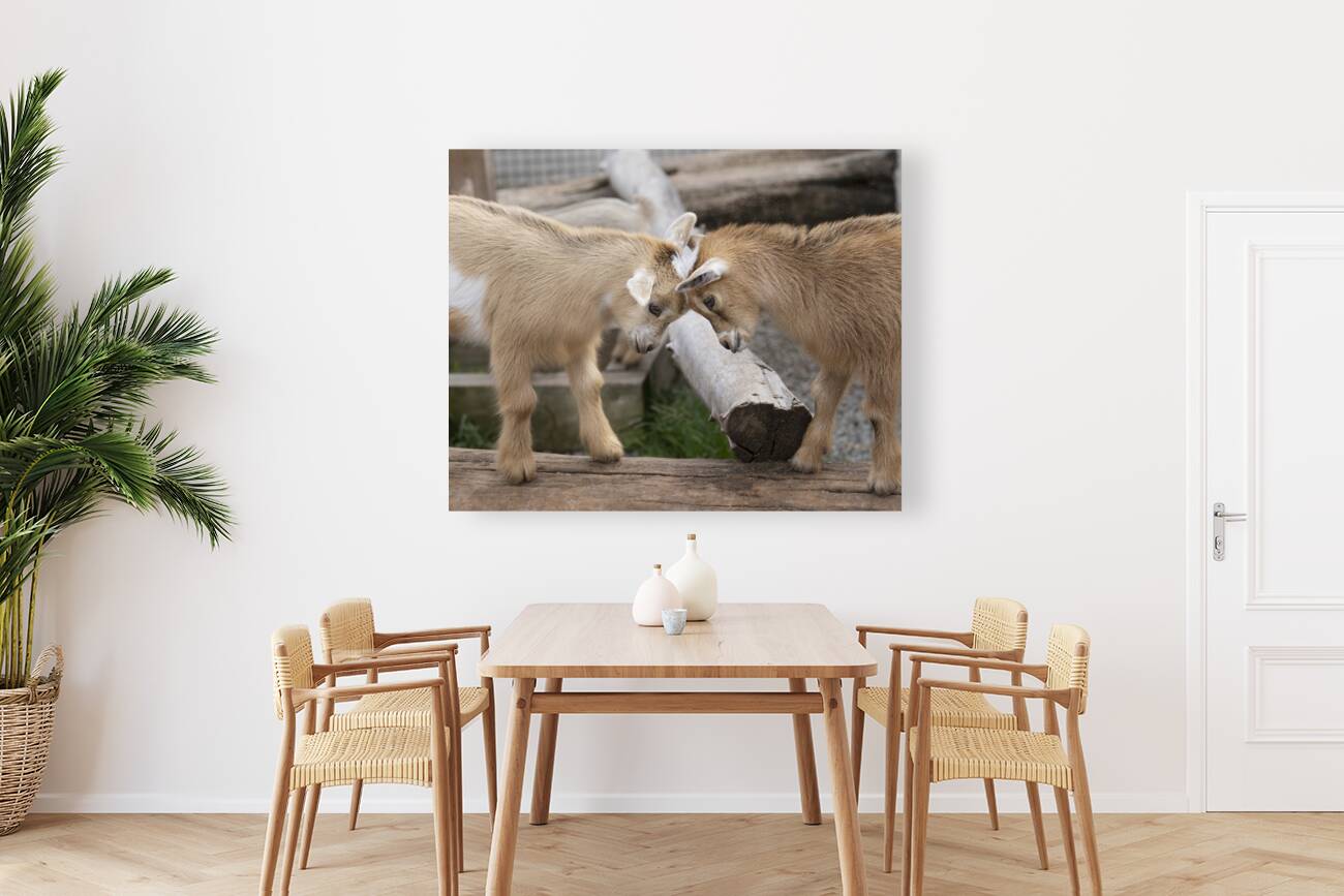 AnimalsInsects 5 Reproduction