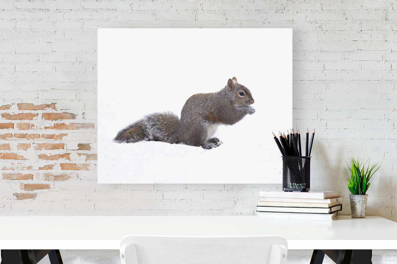 AnimalsInsects 11 Reproduction