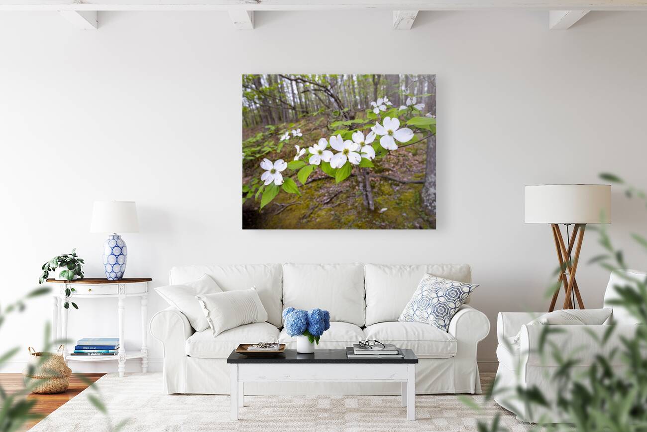 FlowersPlants 17 Reproduction