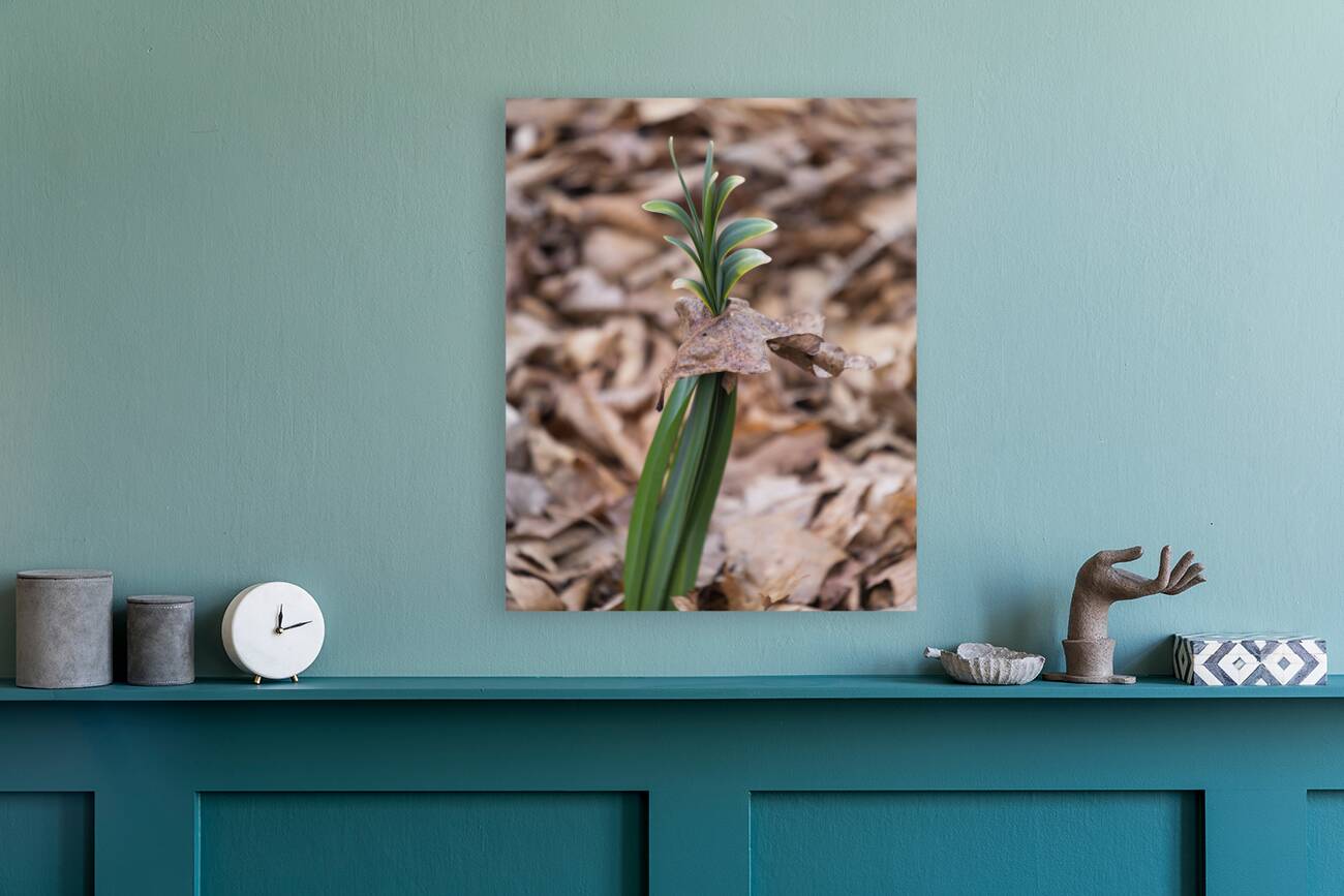 FlowersPlants 21 Reproduction