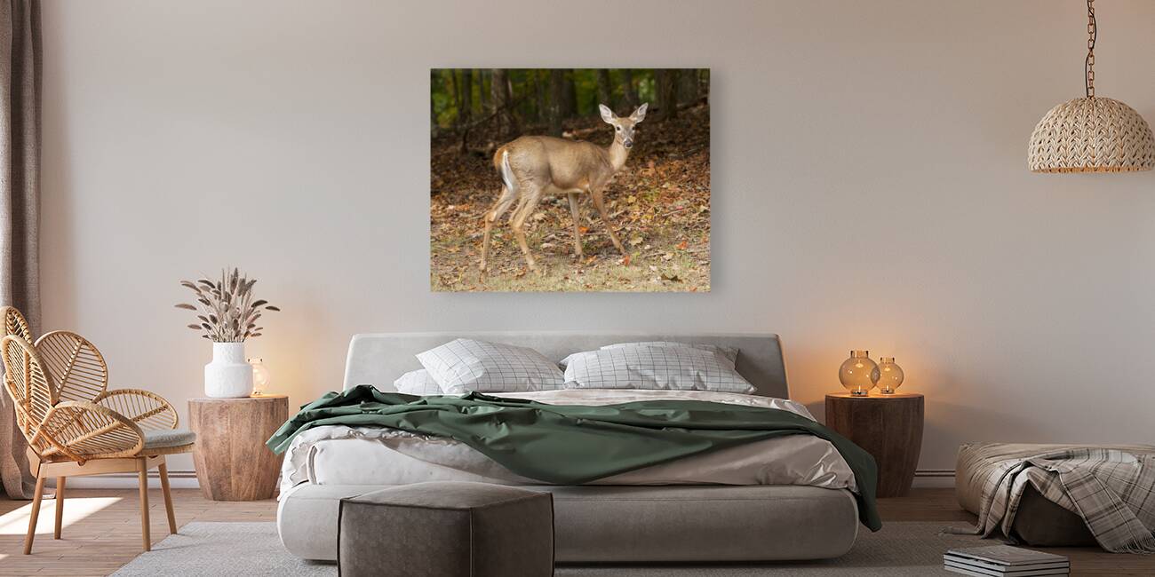 AnimalsInsects 26 Reproduction