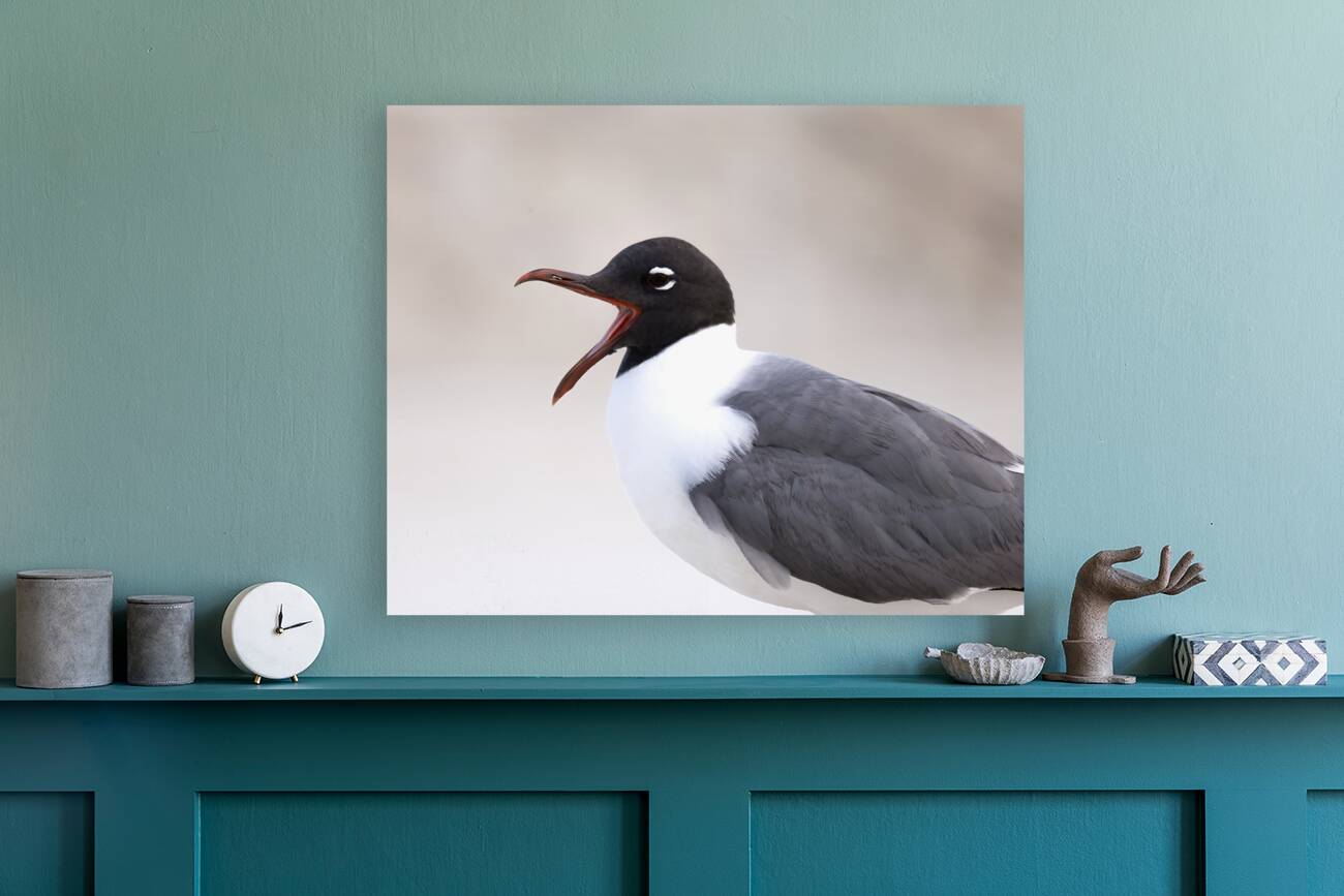 Birds 48 Reproduction