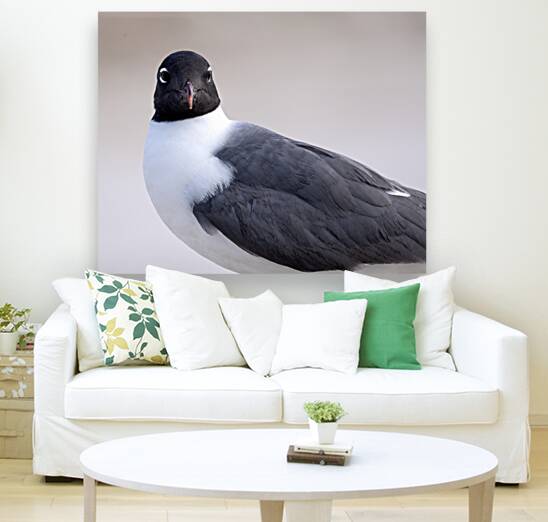 Birds 58 Reproduction