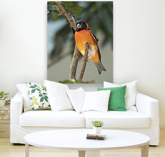 Birds 60 Reproduction