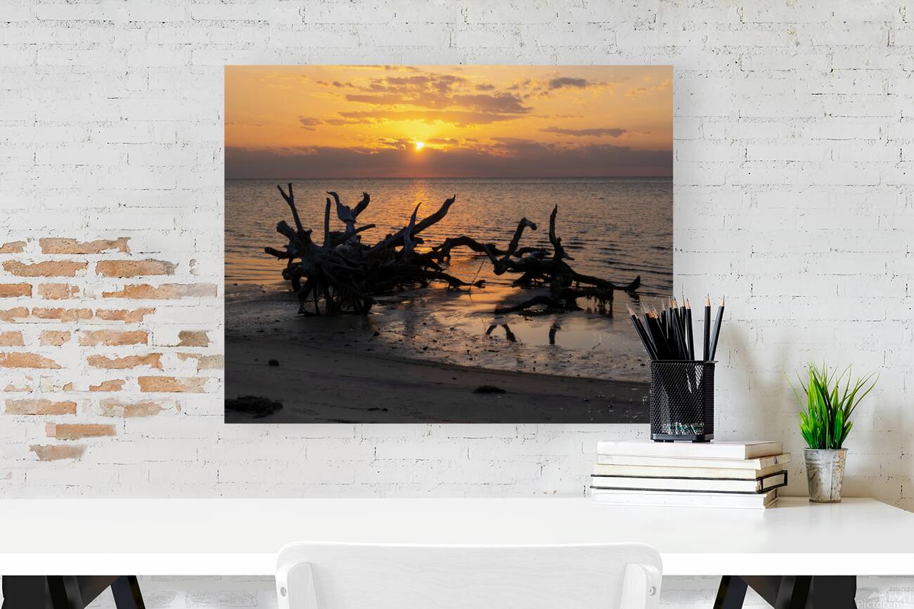 Coastal 1 Reproduction