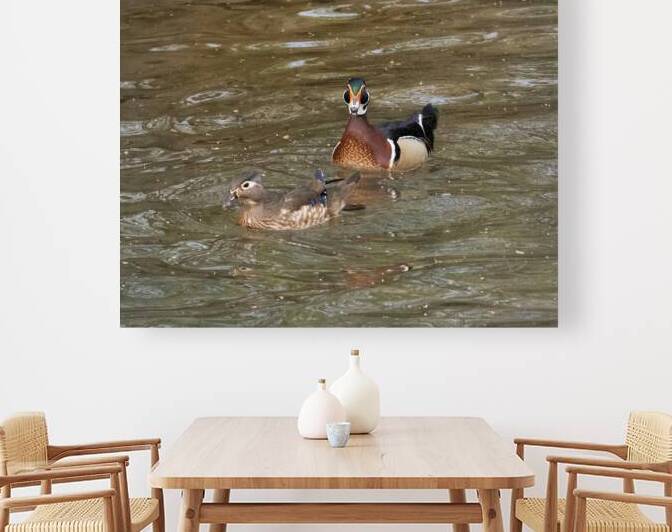 Waterfowl 1 Reproduction