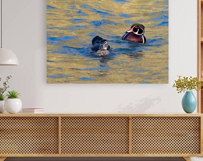 Waterfowl 6 Reproduction