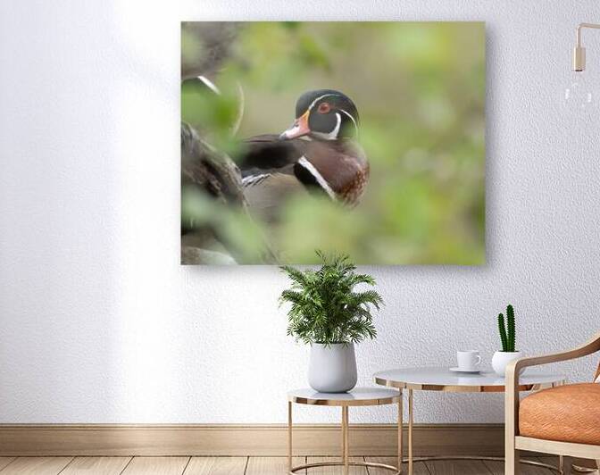 Waterfowl 8 Reproduction
