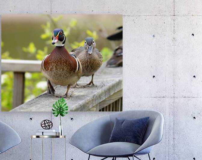 Waterfowl 11 Reproduction